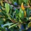 Laurus Miles Choice - Bay Tree