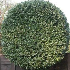 Laurus Miles Choice - Bay Tree 5 Laurus Miles Choice - Bay Tree -Garden Plant Store baytree flickr brian snelson 500