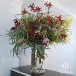 Anigozanthos Big Red - Kangaroo Paw -Garden Plant Store big red arrangement