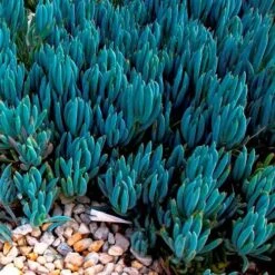 Senecio Chalk Sticks - Succulent -Garden Plant Store blue chalk sticks groundcover