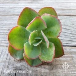 Echeveria Blue Curls - Succulent -Garden Plant Store blue curls