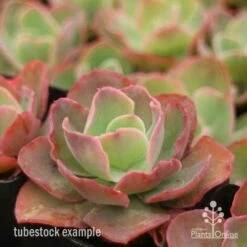 Echeveria Blue Curls - Succulent -Garden Plant Store blue curls side