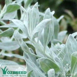 Eremophila Blue Horizon - Emu Bush -Garden Plant Store blue horizon close