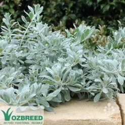 Eremophila Blue Horizon - Emu Bush -Garden Plant Store blue horizon stone wall