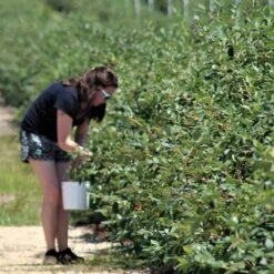 Blueberry Misty -Garden Plant Store blueberries picking