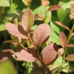 Blueberry Misty -Garden Plant Store blueberry misty foliage