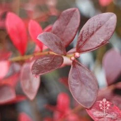 Blueberry Sunshine Blue -Garden Plant Store blueberry sunshine autumn colour