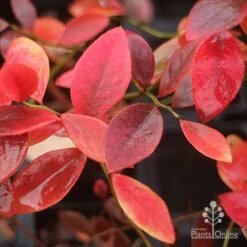 Blueberry Sunshine Blue -Garden Plant Store blueberry sunshine blue autumn colour