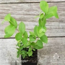 Blueberry Brightwell -Garden Plant Store blueberry tube 3