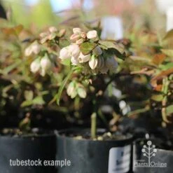 New Products -Garden Plant Store blueberry tubestock in flower