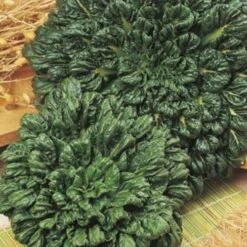 Bok Choi - Seed -Garden Plant Store bok choi