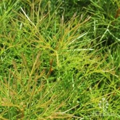 Grevillea Bon Accord -Garden Plant Store bon accord grevillea foliage