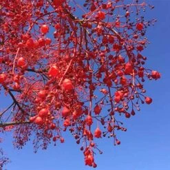 Illawarra Flame Tree - Brachychiton -Garden Plant Store brachychiton acerifolius flower