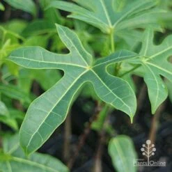 Illawarra Flame Tree - Brachychiton -Garden Plant Store brachychiton acerifolius leaf