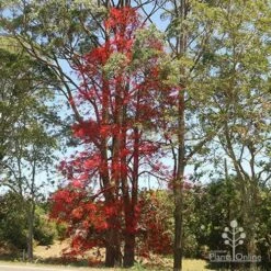 Illawarra Flame Tree - Brachychiton -Garden Plant Store brachychiton flame tree waterfall