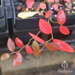 Blueberry Brightwell -Garden Plant Store brightwell autumn colour