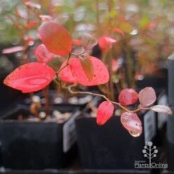 Blueberry Brightwell -Garden Plant Store brightwell blueberry autumn colour