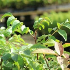 Burdekin Plum - Pleiogynium -Garden Plant Store burdekin shoot