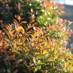 Syzygium Bush Christmas - Lilly Pilly -Garden Plant Store bush christmas sunlit