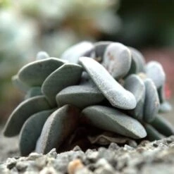 Crassula Dubia - Succulent -Garden Plant Store cactus dubai 1