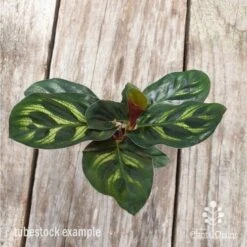 Calathea Makoyana - Peacock Plant -Garden Plant Store calathea makoyane leaf 1