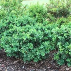 Callistemon Better John -Garden Plant Store callistemon better john bushes