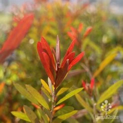 Callistemon Candy Burst -Garden Plant Store callistemon candy burset leaf colour sun