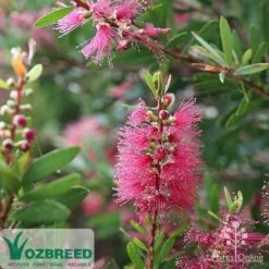 Callistemon Candy Burst -Garden Plant Store callistemon candy burst