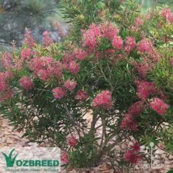 Callistemon Candy Burst -Garden Plant Store callistemon candy burst bush