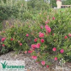 Callistemon Fluro Burst -Garden Plant Store callistemon fluro burst bush
