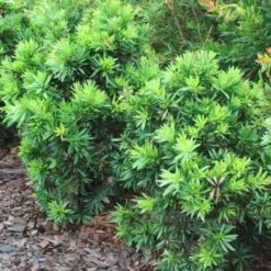 Callistemon Green John 25 Callistemon Green John -Garden Plant Store callistemon green john 500