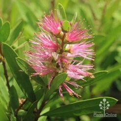 Callistemon Sweet Burst 25 Callistemon Sweet Burst -Garden Plant Store callistemon sweet burst tubestock flower