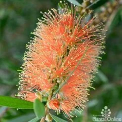 Callistemon Tangerine Dream -Garden Plant Store callistemon tangerine dream