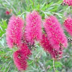 Callistemon Taree Pink