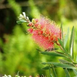 Callistemon Pink Champagne 16 Callistemon Pink Champagne -Garden Plant Store callistemon pink champagne 5