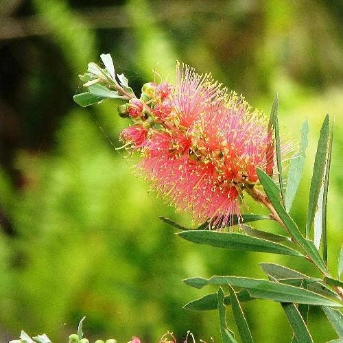 Callistemon Pink Champagne 4 Callistemon Pink Champagne - Image 4