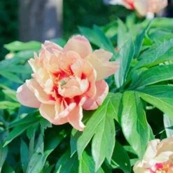 Peony Canary Brilliants - 1 Bulb 13 Peony Canary Brilliants - 1 Bulb -Garden Plant Store canary brilliants