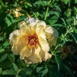 Peony Canary Brilliants - 1 Bulb 21 Peony Canary Brilliants - 1 Bulb -Garden Plant Store canary brilliants 3