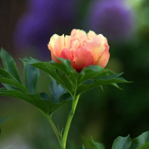 Peony Canary Brilliants - 1 Bulb 6 Peony Canary Brilliants - 1 Bulb - Image 6