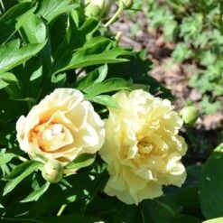 Peony Canary Brilliants - 1 Bulb 17 Peony Canary Brilliants - 1 Bulb -Garden Plant Store canary brilliants fd richards flickr