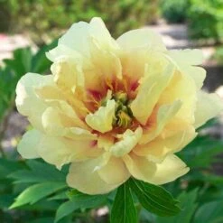 Peony Canary Brilliants - 1 Bulb 14 Peony Canary Brilliants - 1 Bulb -Garden Plant Store canary brilliants fd richards flickr 3