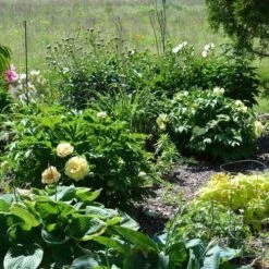 Peony Canary Brilliants - 1 Bulb 18 Peony Canary Brilliants - 1 Bulb -Garden Plant Store canary brilliants fd richards flickr garden