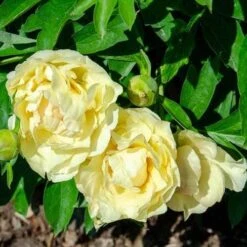 Peony Canary Brilliants - 1 Bulb 20 Peony Canary Brilliants - 1 Bulb -Garden Plant Store canary brilliants fd richards flickr2