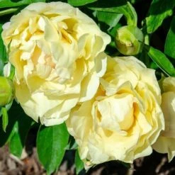 Peony Canary Brilliants - 1 Bulb 15 Peony Canary Brilliants - 1 Bulb -Garden Plant Store canary brilliants fd richards flickr2 crop