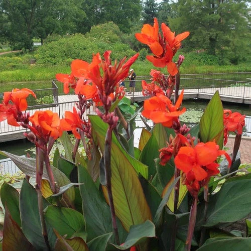Canna Bronze - 1 Bulb 1 Canna Bronze - 1 Bulb