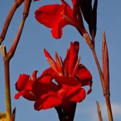 Canna Americana - 1 Bulb -Garden Plant Store canna lilies red