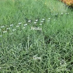 Carex Blue Cascade -Garden Plant Store carex v festuca compare