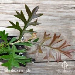 Grevillea Carpet Layer 13 Grevillea Carpet Layer -Garden Plant Store carpet layer leaf 1