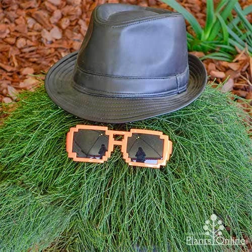 Casuarina Cousin It 1 Casuarina Cousin It