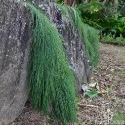 Casuarina Cousin It 16 Casuarina Cousin It -Garden Plant Store casaurina cousin it cascading 1